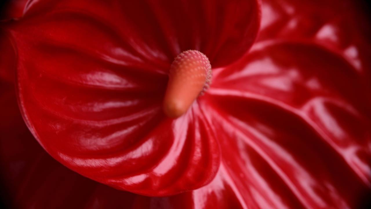 A planta que ajuda a umidificar o ar e traz frescor natural para o ambiente