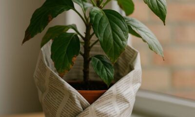 Aqui em casa usei jornal e consegui salvar minha plantinha do frio