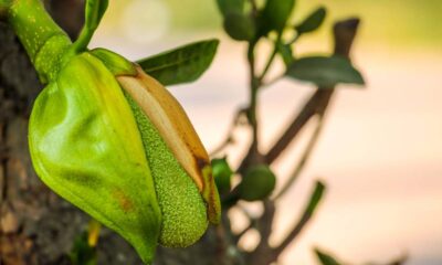 Quem planta jaca aprende que o tempo é o melhor adubo