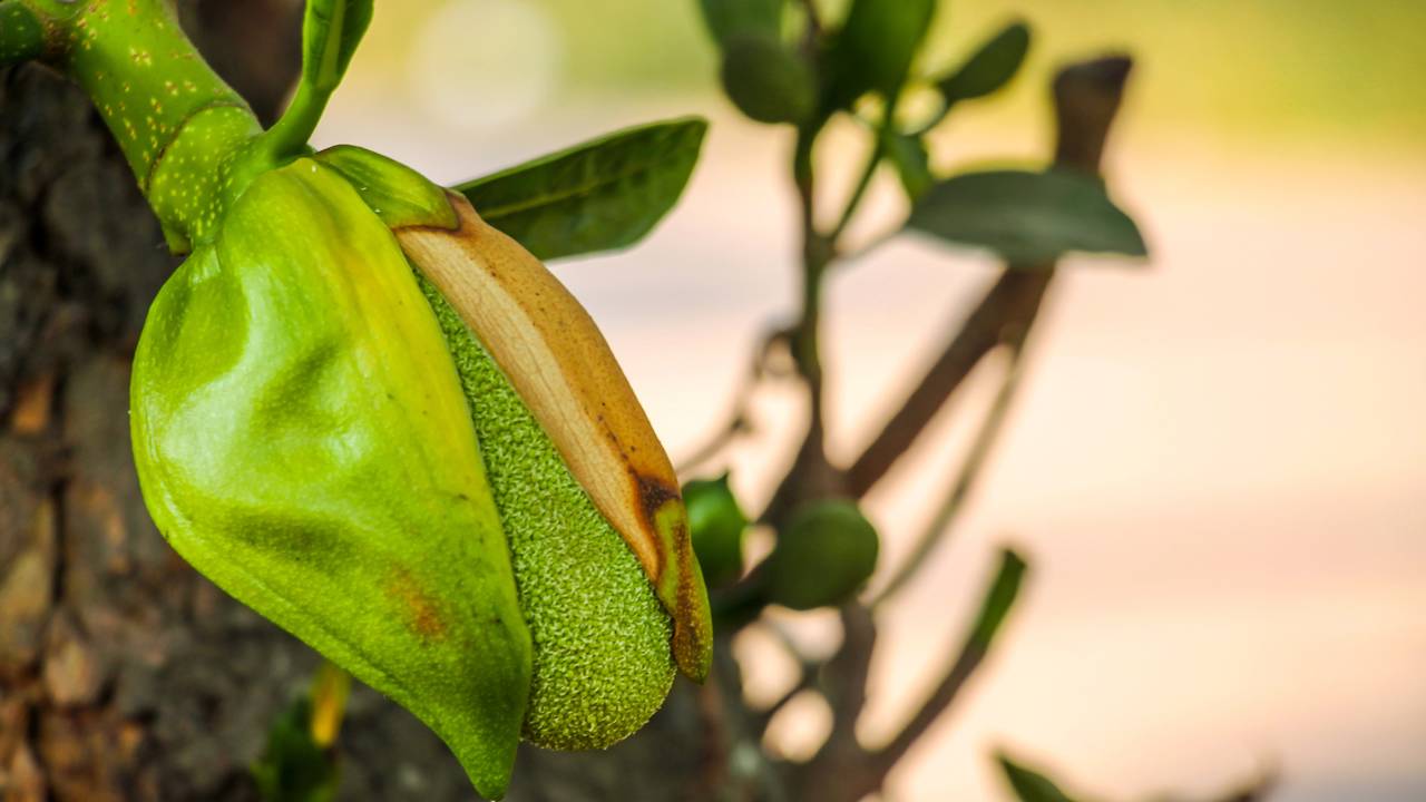Quem planta jaca aprende que o tempo é o melhor adubo