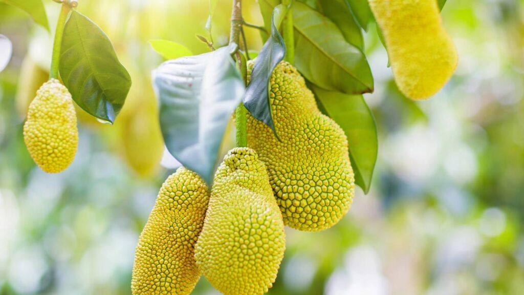 Quem planta jaca aprende que o tempo é o melhor adubo