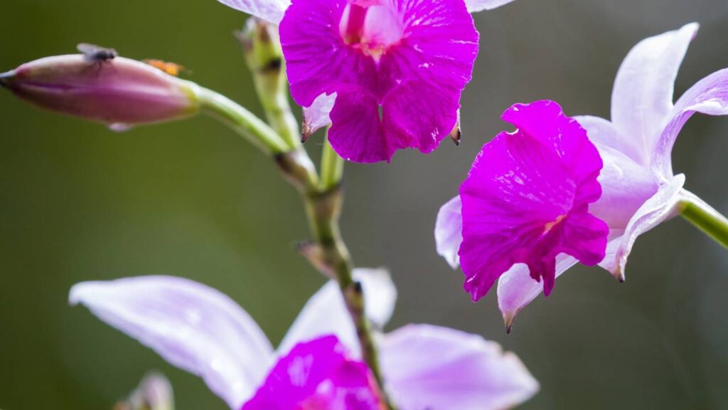 A orquídea bambu floresceu depois de dois anos e me ensinou uma lição preciosa