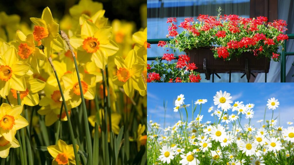 As flores ideais para quem quer um jardim colorido o ano inteiro