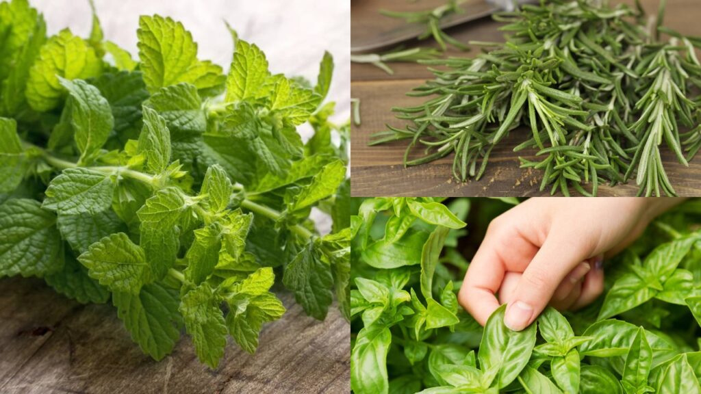 As plantas que afastam mosquitos melhor do que repelente químico