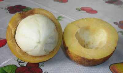 Como plantar bacuri e manter a planta saudável até o verão