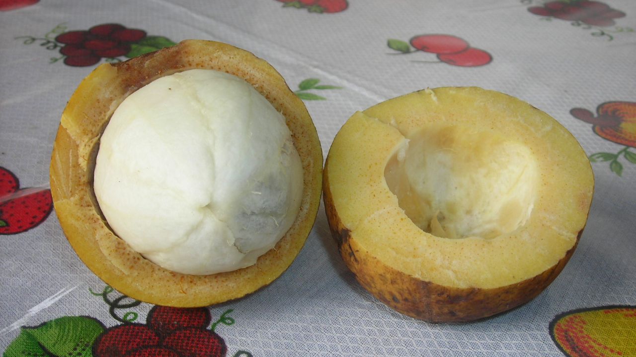 Como plantar bacuri e manter a planta saudável até o verão