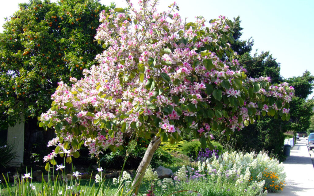 Uma árvore está se tornando queridinha por oferecer sombra rápida e pouca manutenção 