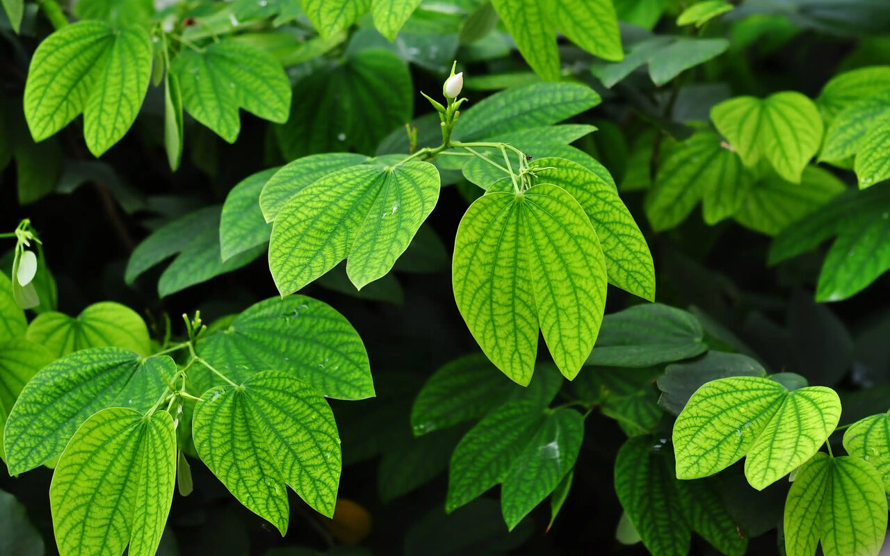 Uma árvore está se tornando queridinha por oferecer sombra rápida e pouca manutenção