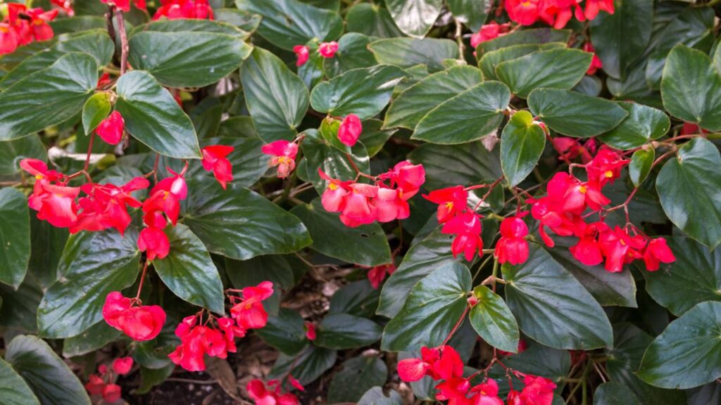 Essa flor comestível tem um leve gosto de limão e transforma qualquer prato num charme