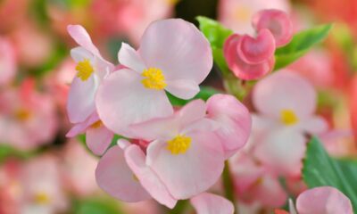 A begônia que atrai felicidade quando colocada perto de janelas e transforma a casa