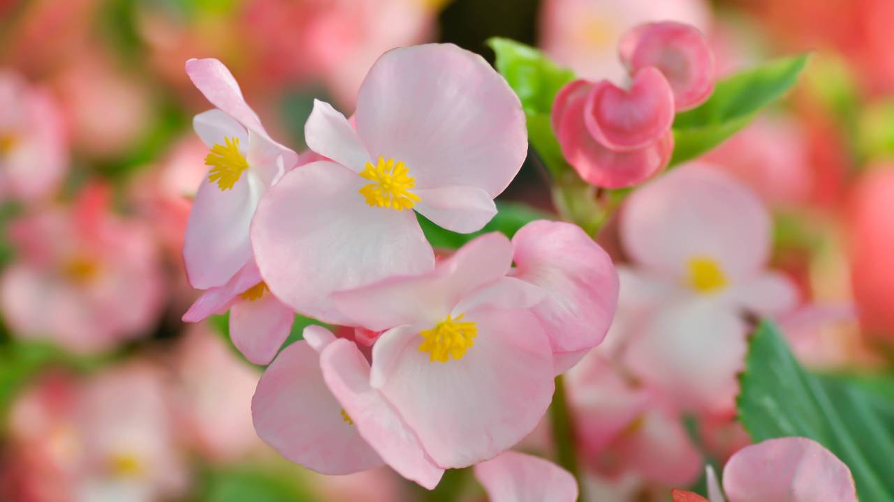 A begônia que atrai felicidade quando colocada perto de janelas e transforma a casa