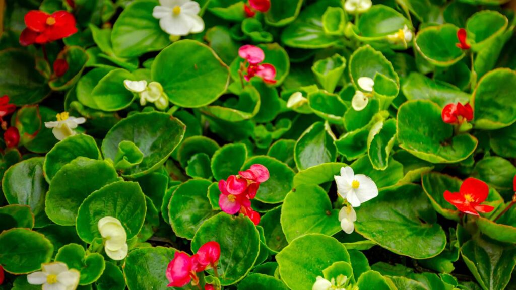 A begônia que atrai felicidade quando colocada perto de janelas e transforma a casa