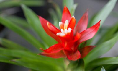 A planta que vive em pedras e sobrevive sem terra