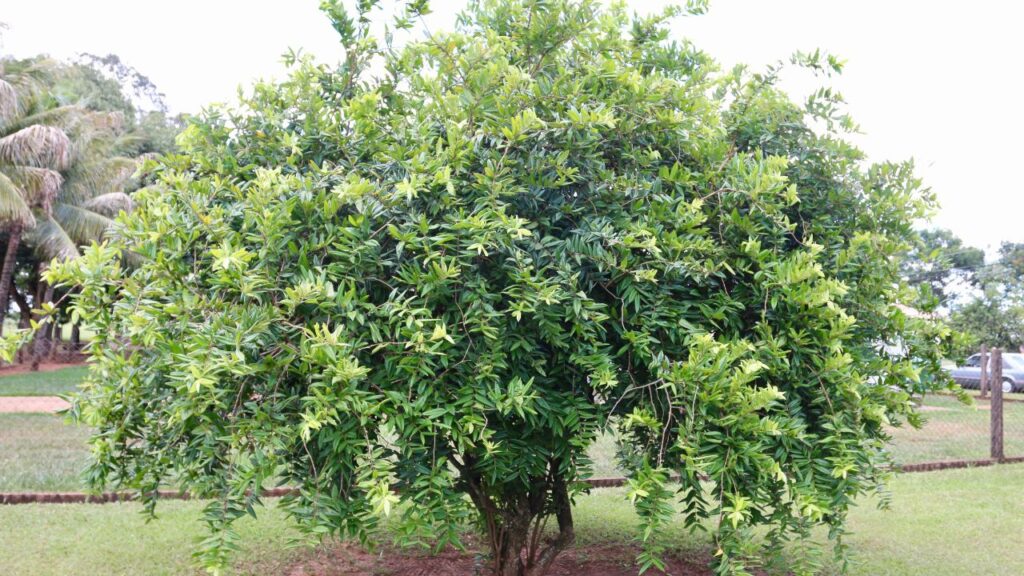 Essa variedade amarela tem aroma delicado e polpa doce como mel tropical