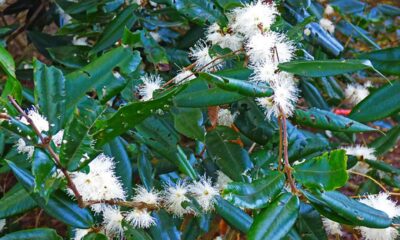 Essa variedade amarela tem aroma delicado e polpa doce como mel tropical
