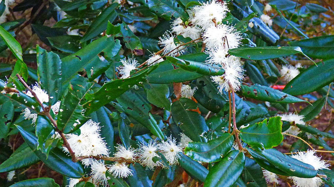 Essa variedade amarela tem aroma delicado e polpa doce como mel tropical