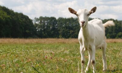 Você sabe qual é o masculino de cabra?