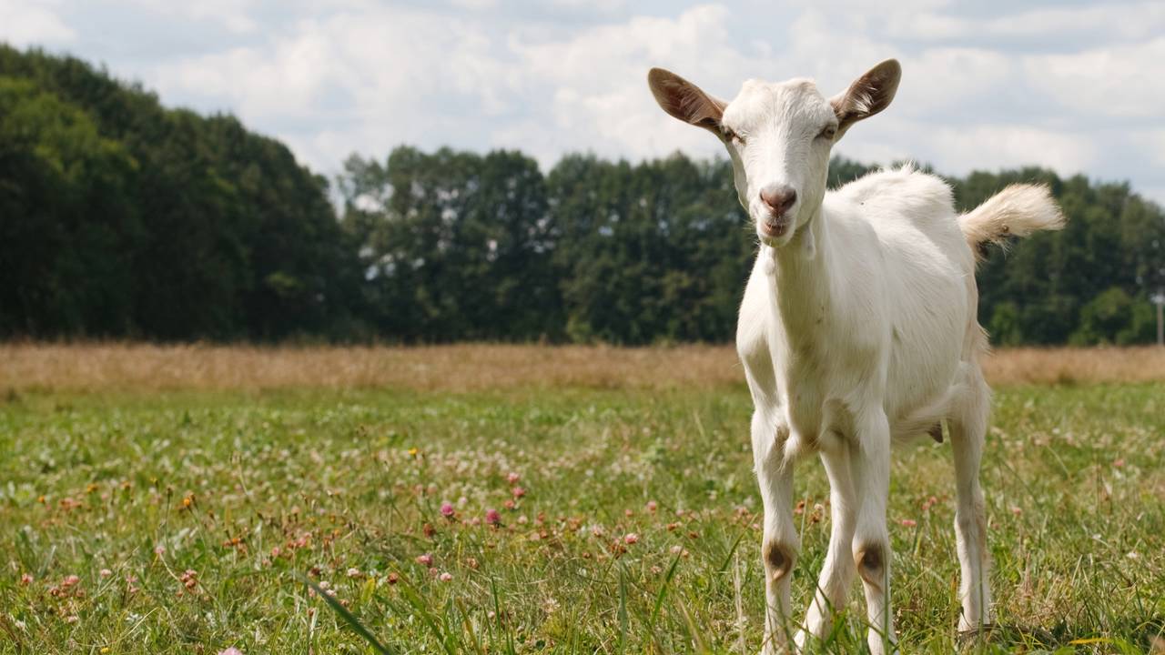 Você sabe qual é o masculino de cabra?