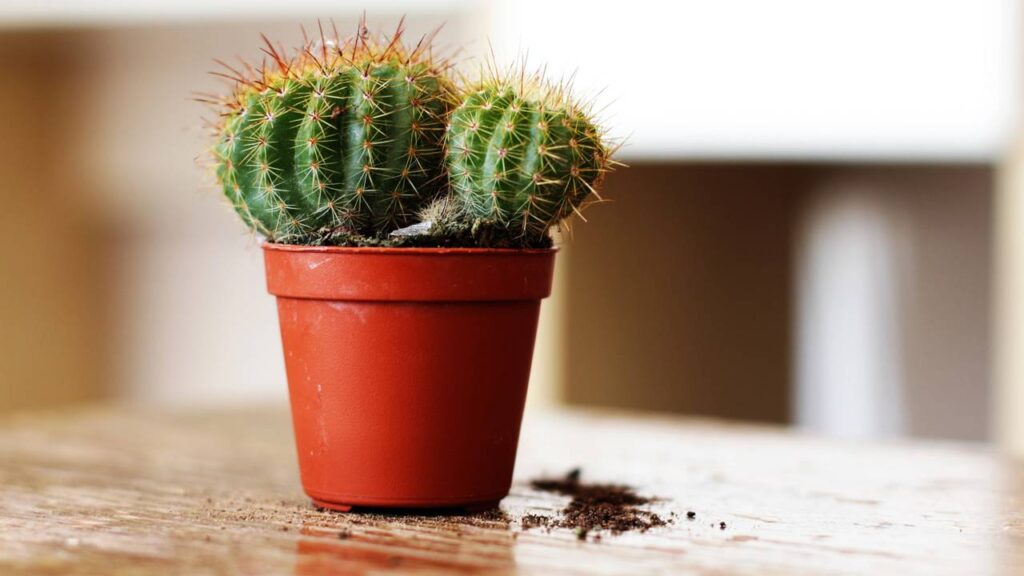 A planta que simboliza força e resistência mesmo nos momentos mais difíceis