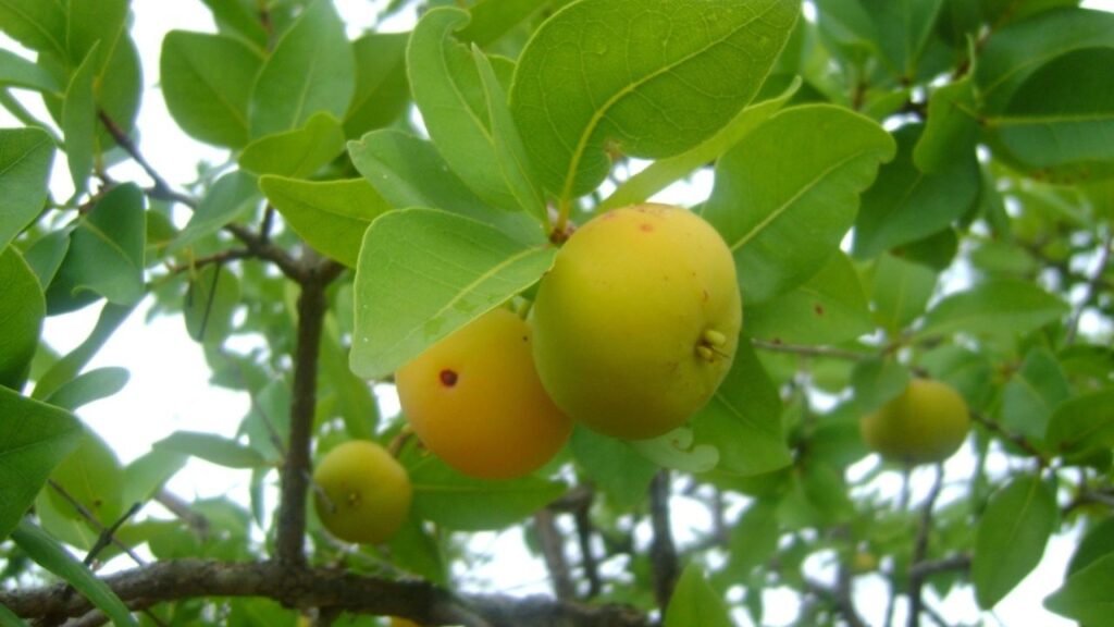 A cagaita cresce rápido e é uma das frutas mais rústicas para cultivar em casa