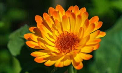 Plantas que afastam pragas do jardim e ainda atraem polinizadores