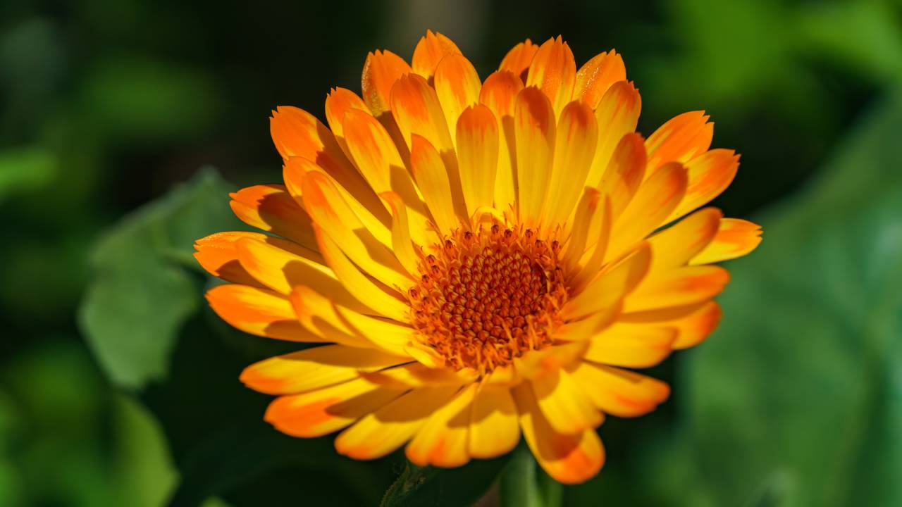 Plantas que afastam pragas do jardim e ainda atraem polinizadores