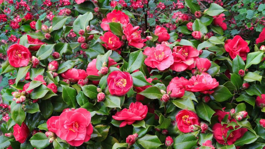 A camélia é lembrada como símbolo de esperança e renascimento em muitos lares