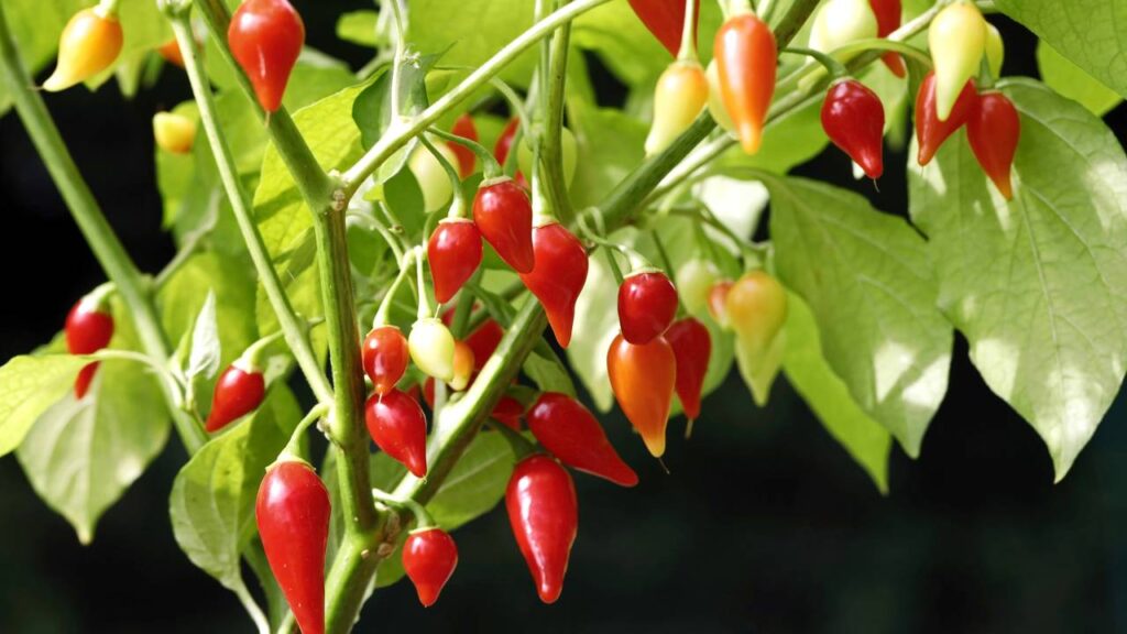 Meu pé de pimenta biquinho reagiu de um jeito inesperado quando troquei ele de lugar