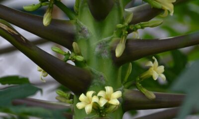 A fruta que cresce rápido e surpreende com colheitas em menos de três meses