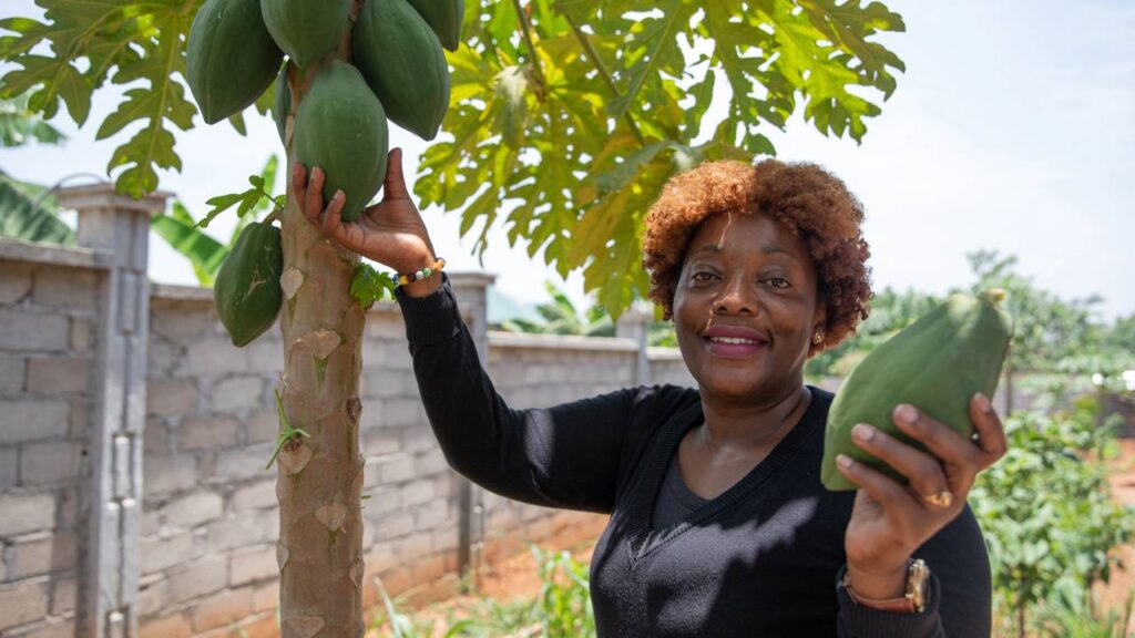 A fruta que cresce rápido e surpreende com colheitas em menos de três meses