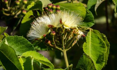 Um fruto exótico, cheio de sabor e tradição, que cresce bem no calor