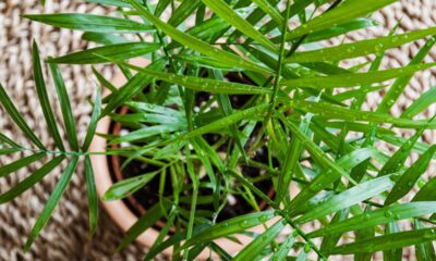 Descobri que a camedórea-elegante que herdei da minha mãe tem um significado especial