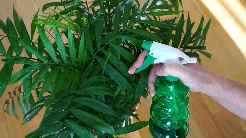 Descobri que a camedórea-elegante que herdei da minha mãe tem um significado especial