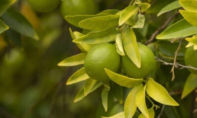 Essa mudança na casca pode indicar algo importante sobre o cultivo da laranjeira