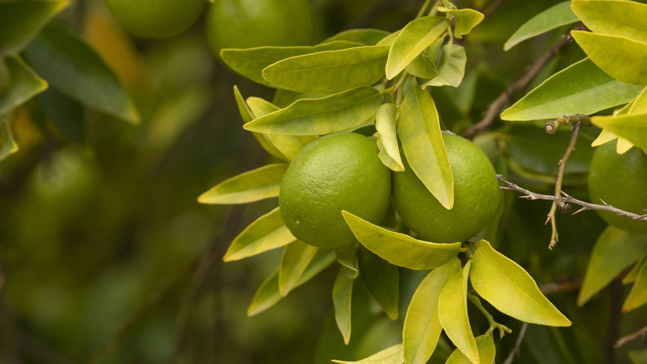 Essa mudança na casca pode indicar algo importante sobre o cultivo da laranjeira