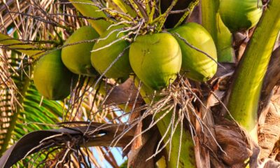 Pequenos cuidados ajudam o coco-anão a crescer forte mesmo no frio