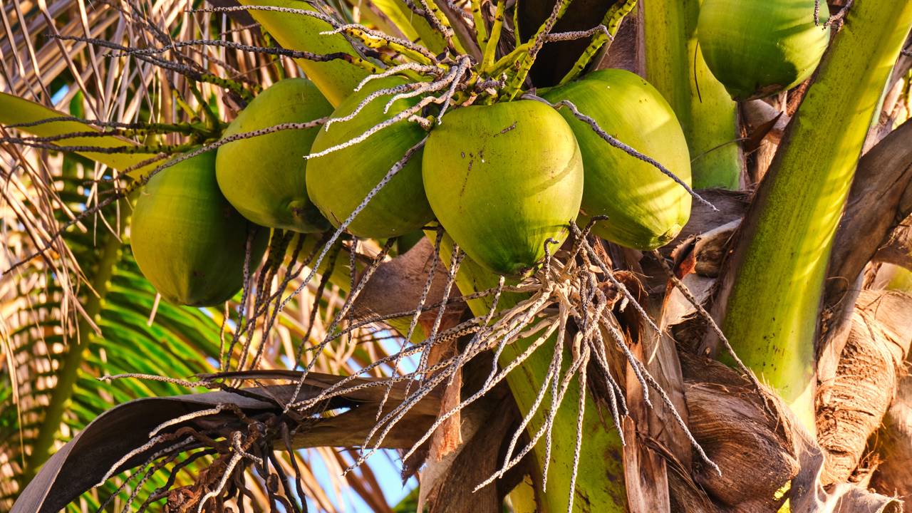 Pequenos cuidados ajudam o coco-anão a crescer forte mesmo no frio