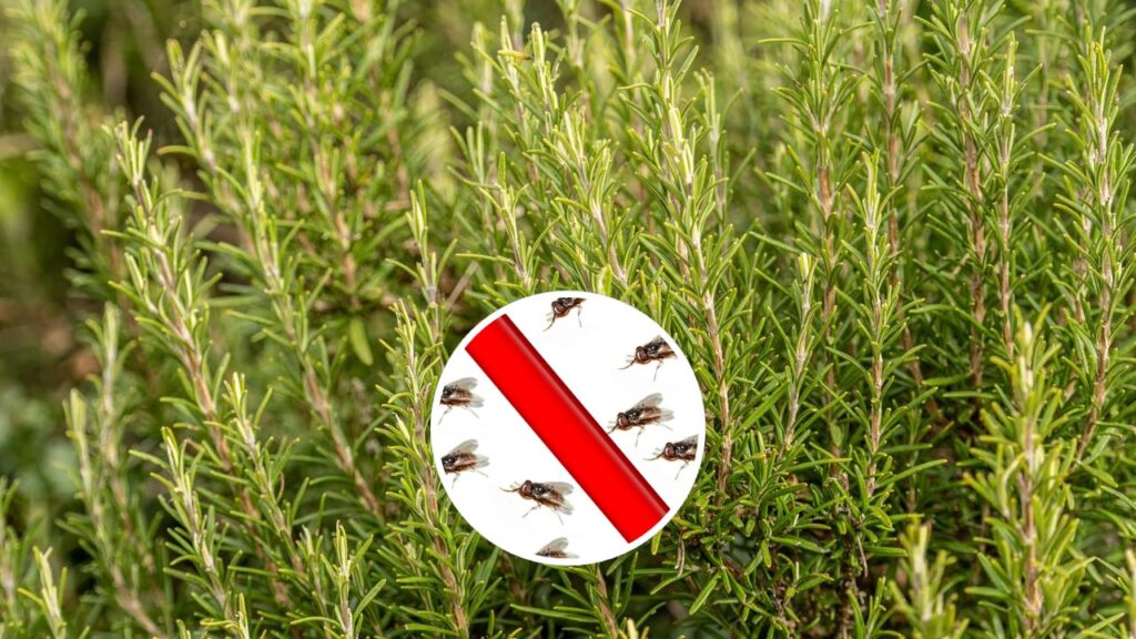 Como o alecrim ajuda a manter mosquitos e moscas longe da varanda