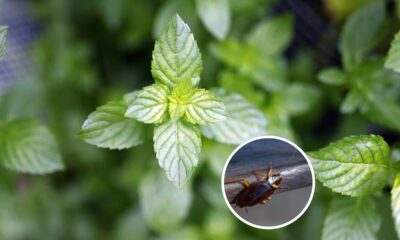 Como usar hortelã para espantar baratas e perfumar a casa