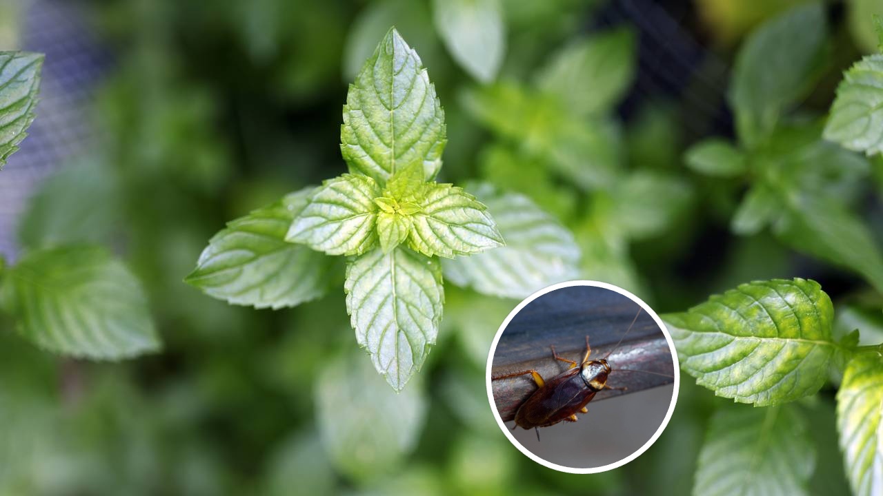 Como usar hortelã para espantar baratas e perfumar a casa