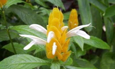 Essa planta atrai pássaros e está conquistando quintais e despertando paixão entre jardineiros