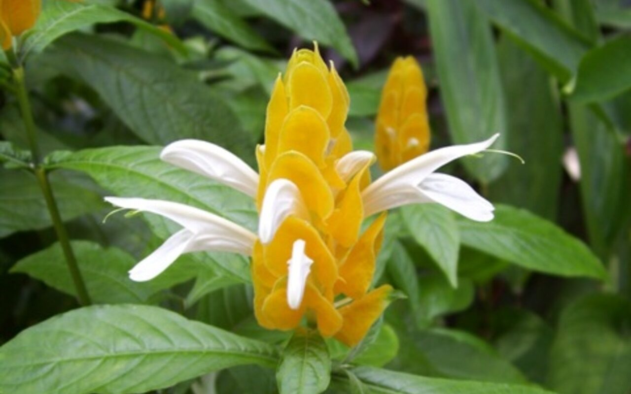Essa planta atrai pássaros e está conquistando quintais e despertando paixão entre jardineiros