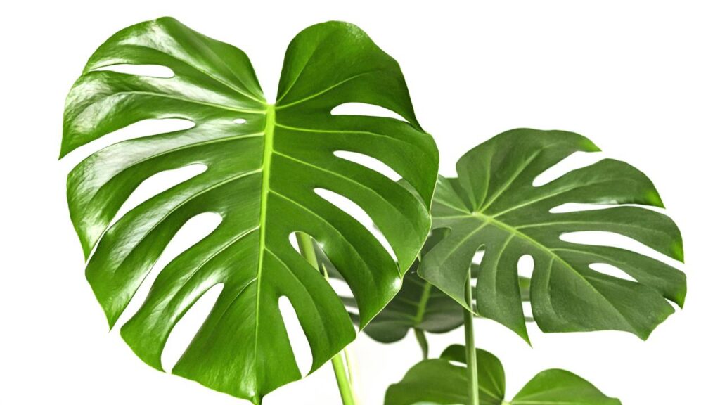 A planta perfeita que está dominando as salas brasileiras neste ano