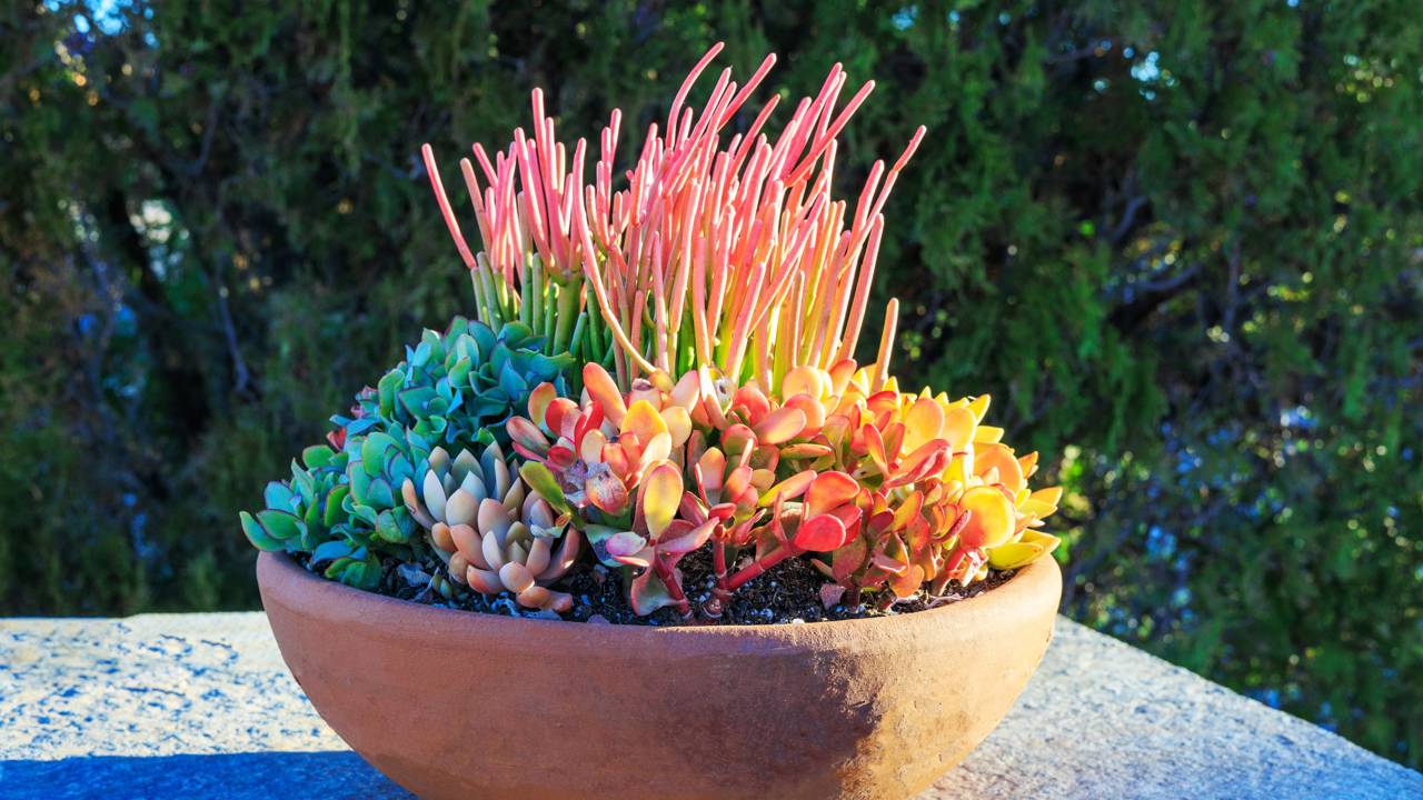 A planta que “chama dinheiro”, segundo o Feng Shui