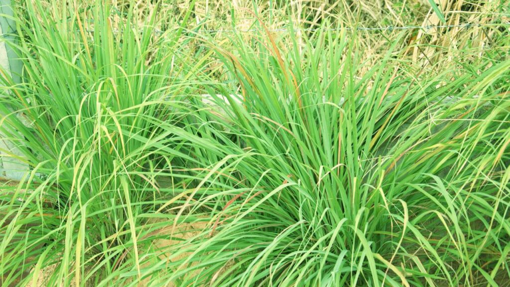 O capim-limão cresce com força no calor e encanta pelo resultado no ambiente
