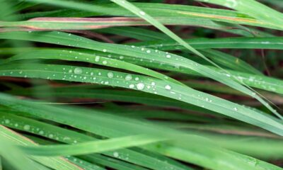 O capim-limão cresce com força no calor e encanta pelo resultado no ambiente