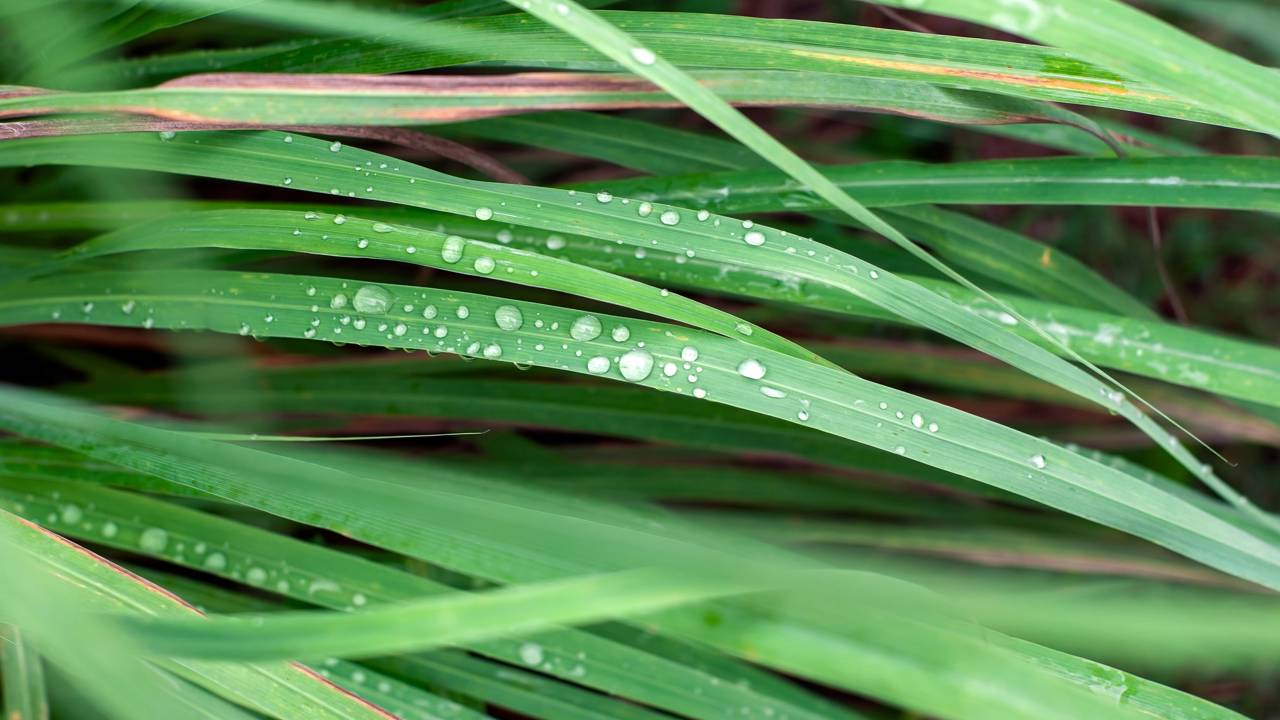 O capim-limão cresce com força no calor e encanta pelo resultado no ambiente