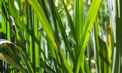 A planta que espanta insetos naturalmente e ainda deixa um perfume agradável em casa