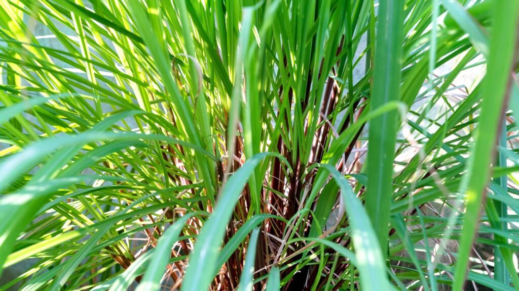 A planta que espanta insetos naturalmente e ainda deixa um perfume agradável em casa