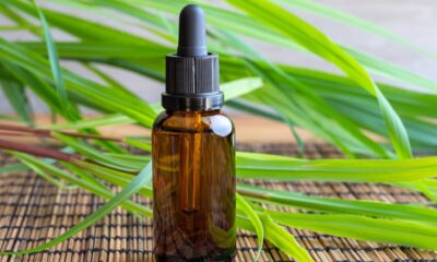 A planta que afastam mosquitos melhor do que repelente químico